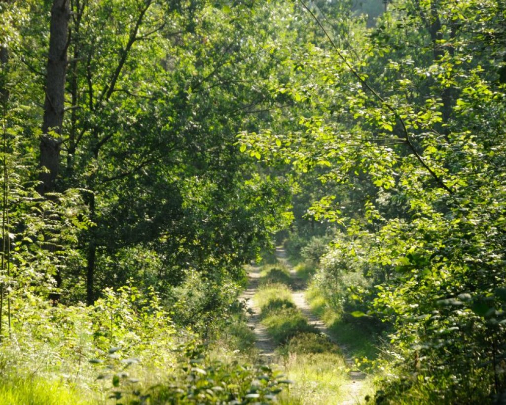 Bos-Limburg-1200x675