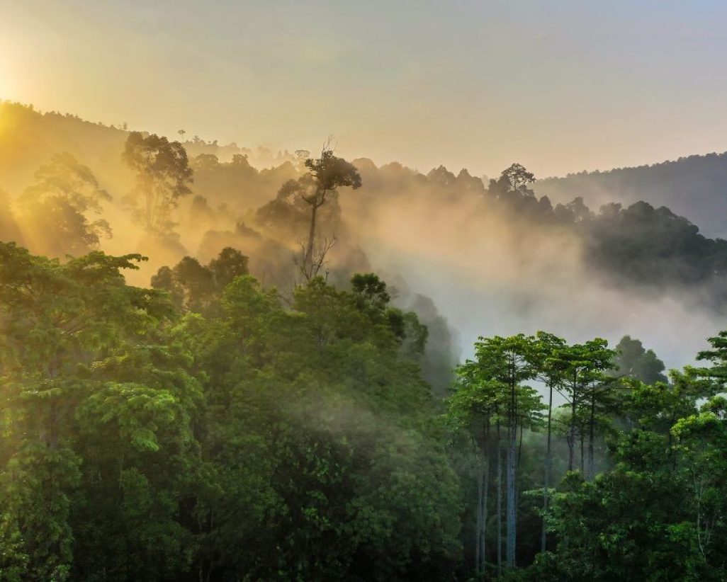 borneo